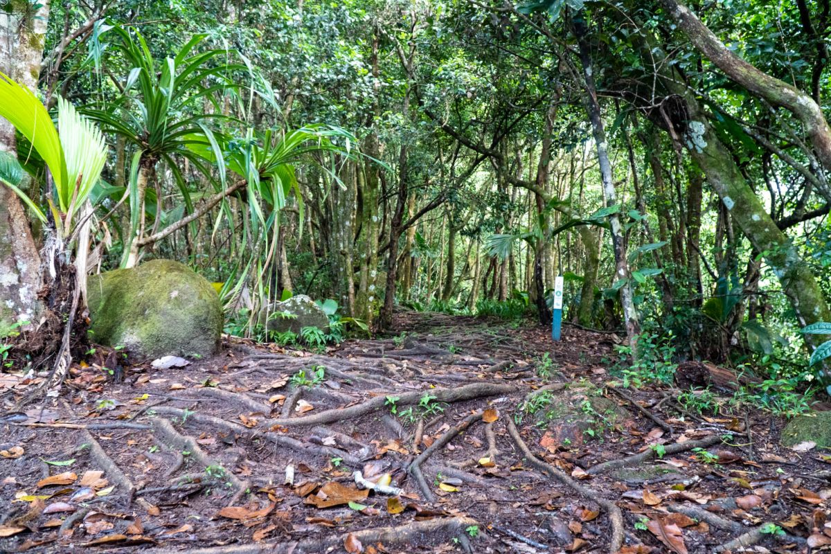 Морн Блан Трейл