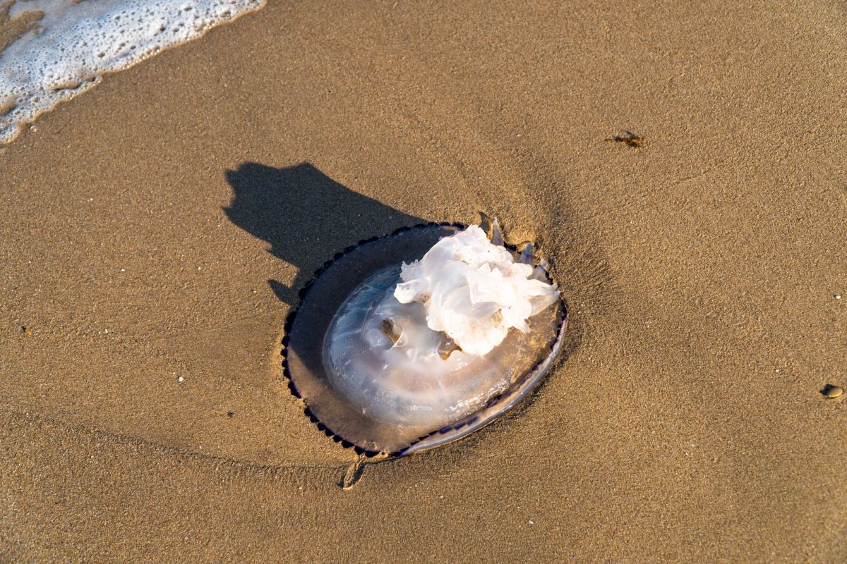 Плайя-де-Пинедо