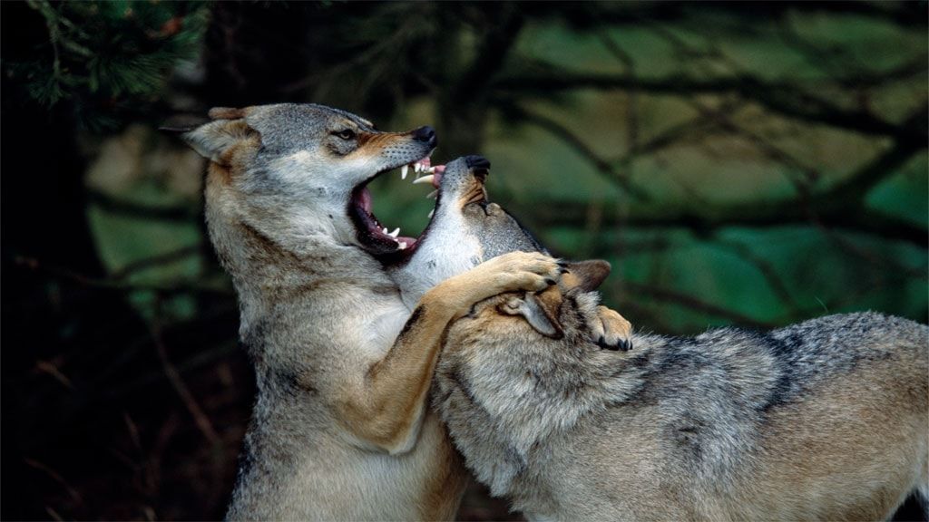 Скандинавский парк дикой природы