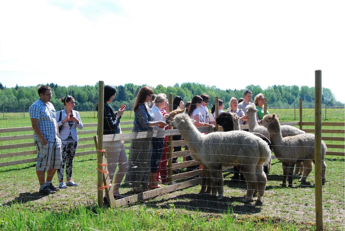 Ферма альпак – крупнейшая в Эстонии ферма по разведению альпак!
