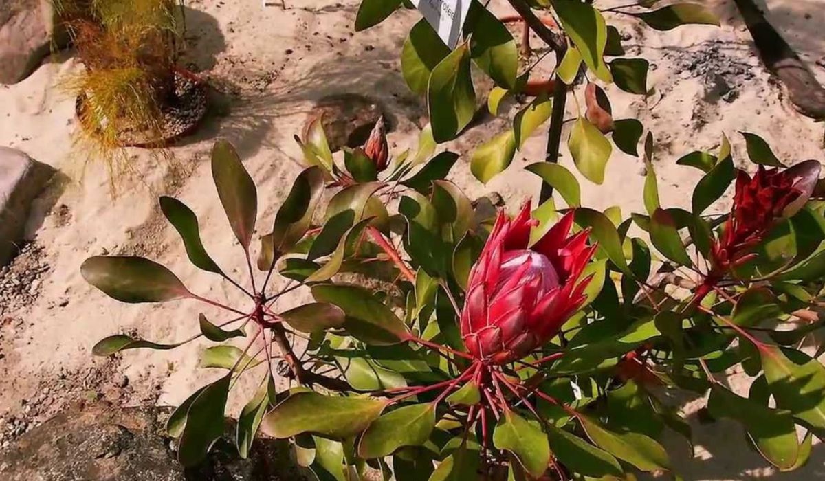 Ботанический сад Флора