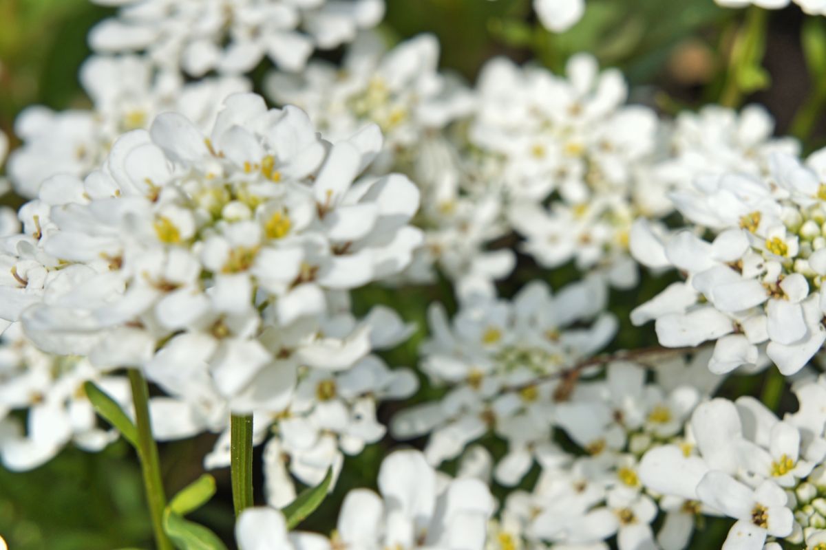 Бернардинский сад (Сад Bernardinų)