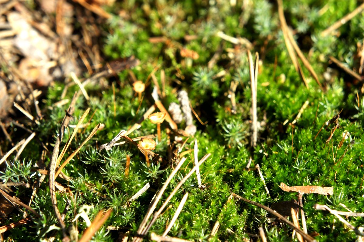 Тетеревский лес