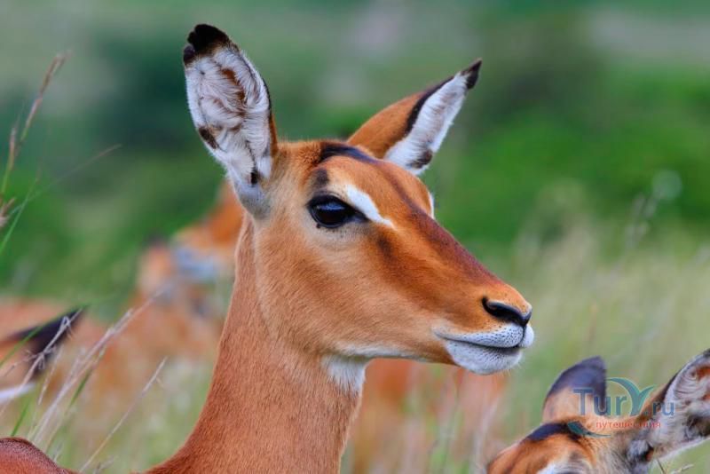 Национальный Парк Найроби