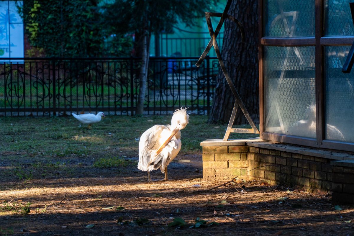 Птичий питомник