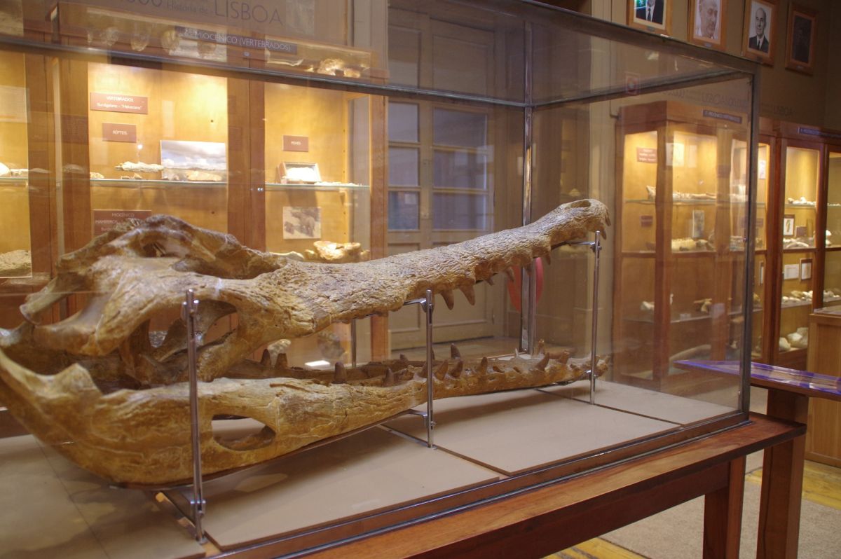 Геологический музей