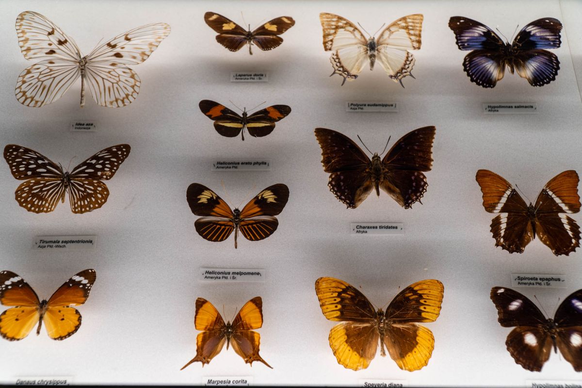 Музей естественной истории Вроцлавского университета