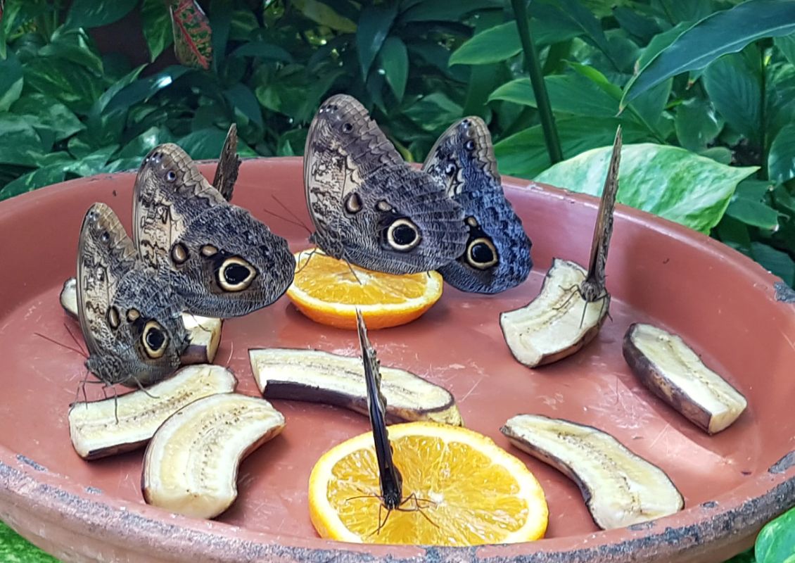 Ферма Бабочек (Aruba Butterfly Farm)