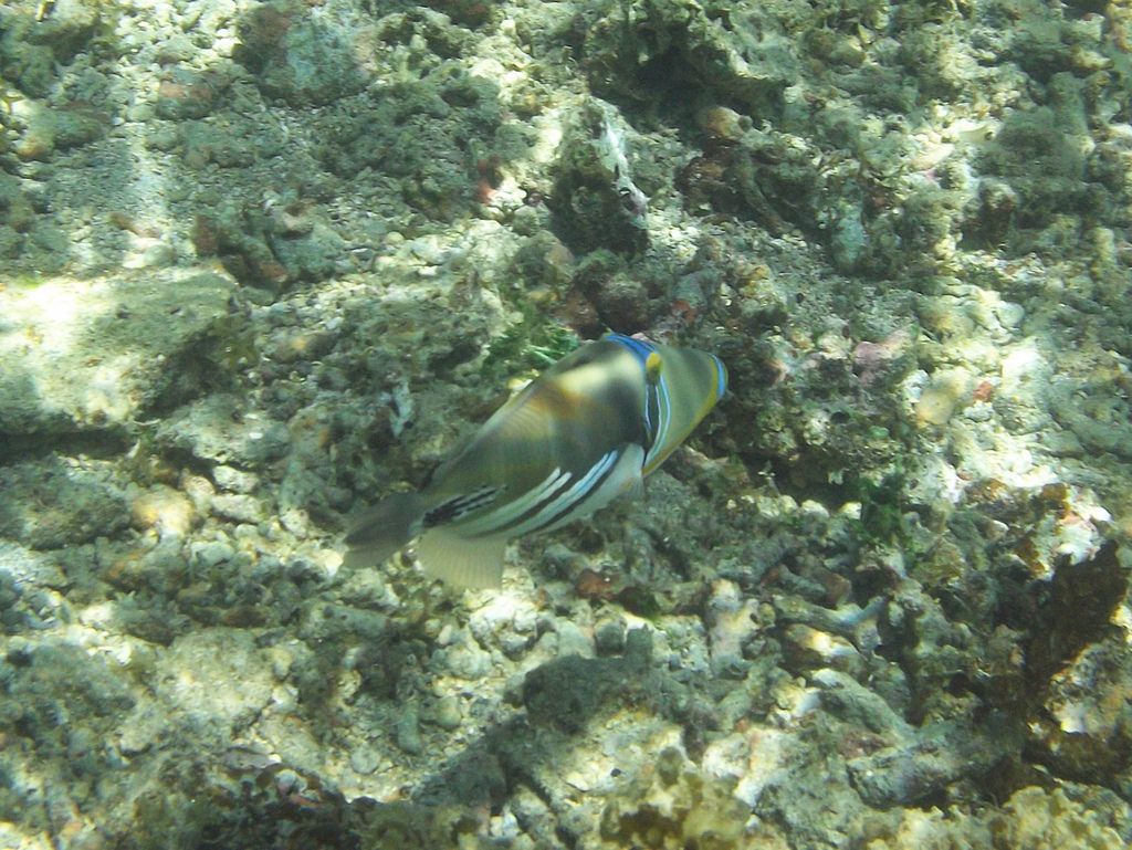 Глубоководный морской заповедник Палоло