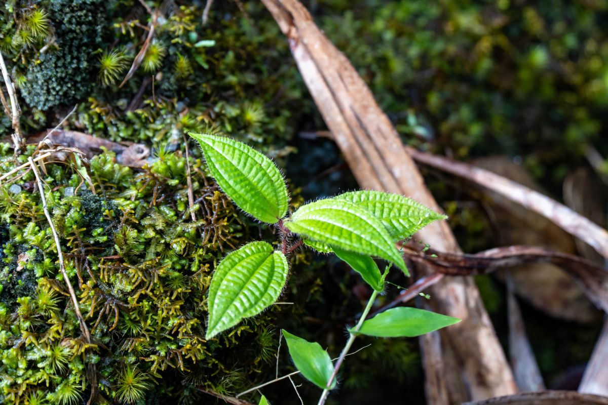 Национальный парк Морн Сейшелуа