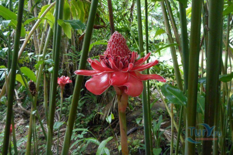 Национальный Ботанический Сад Сейшельских Островов