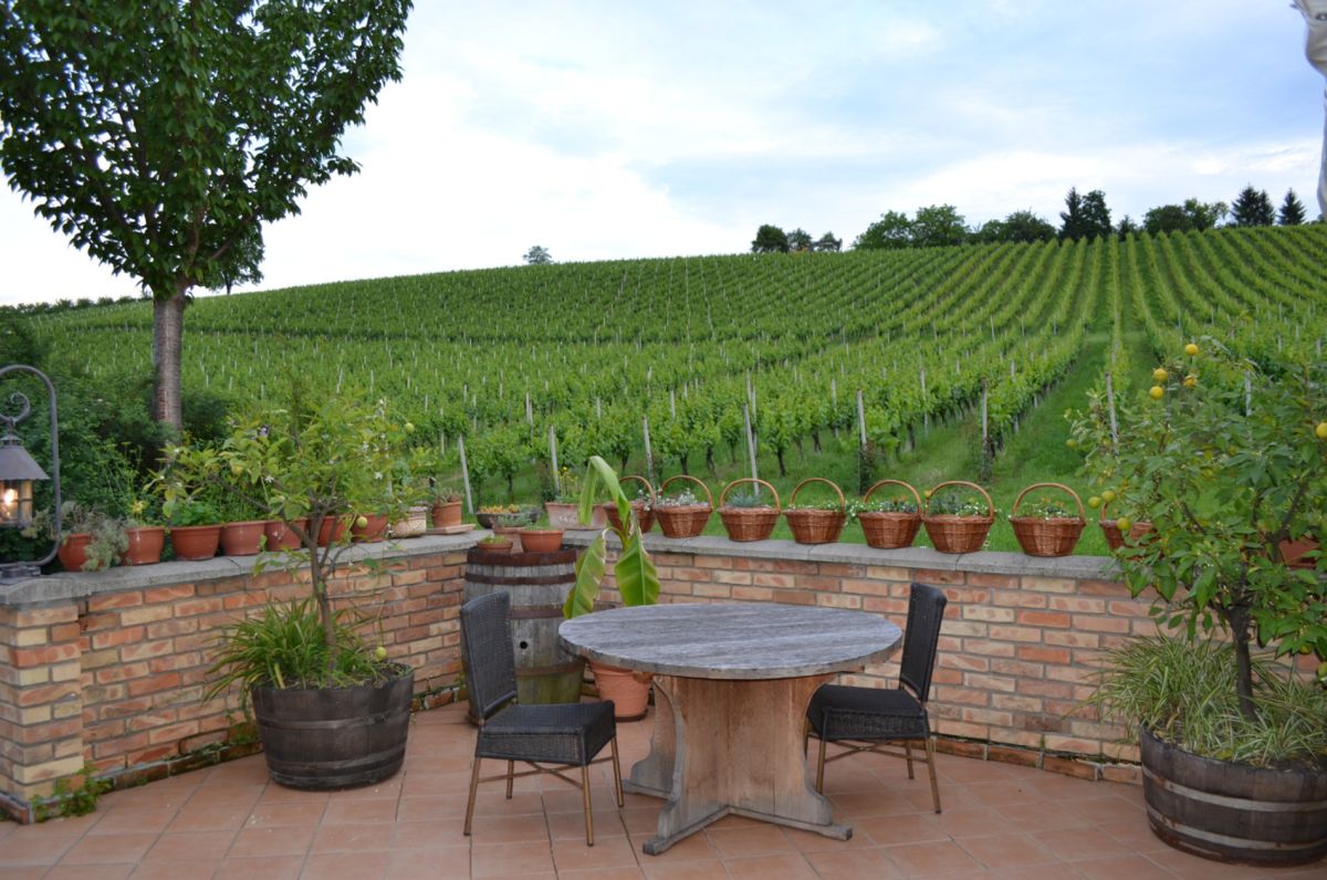 Винный завод Зджеларевич