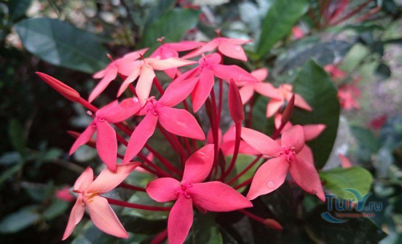 Плантация Абитасьон Серон