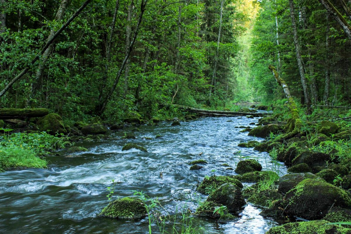 Большая Таэваскода