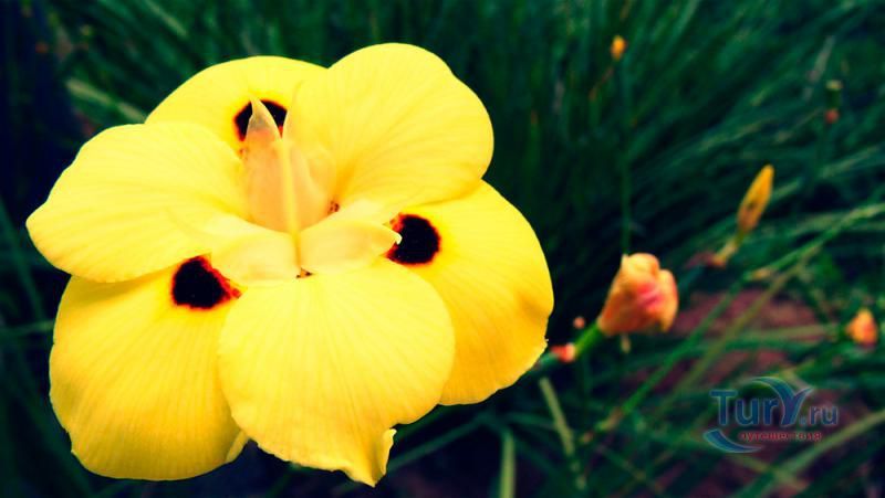 Ботанический сад в Рио