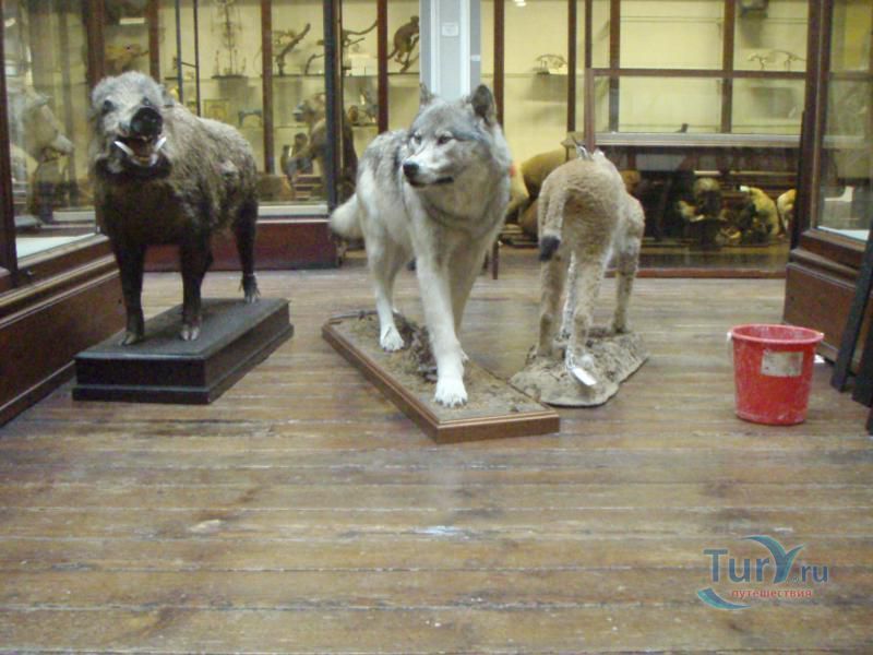 Музей Истории Естествознания