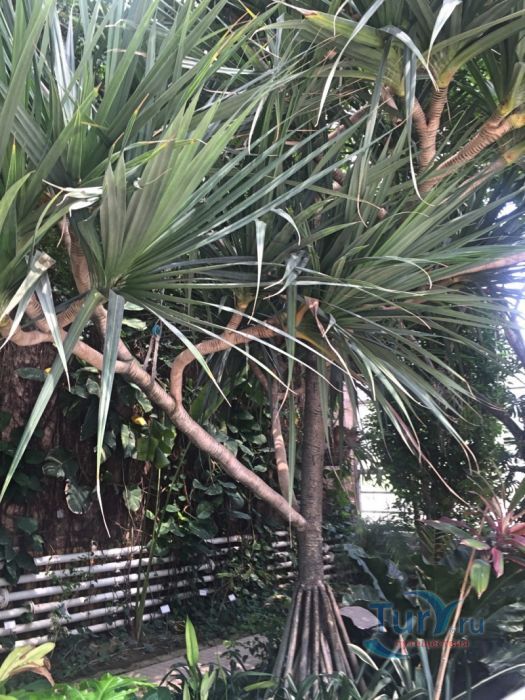 Ботанический Сад Валенсии