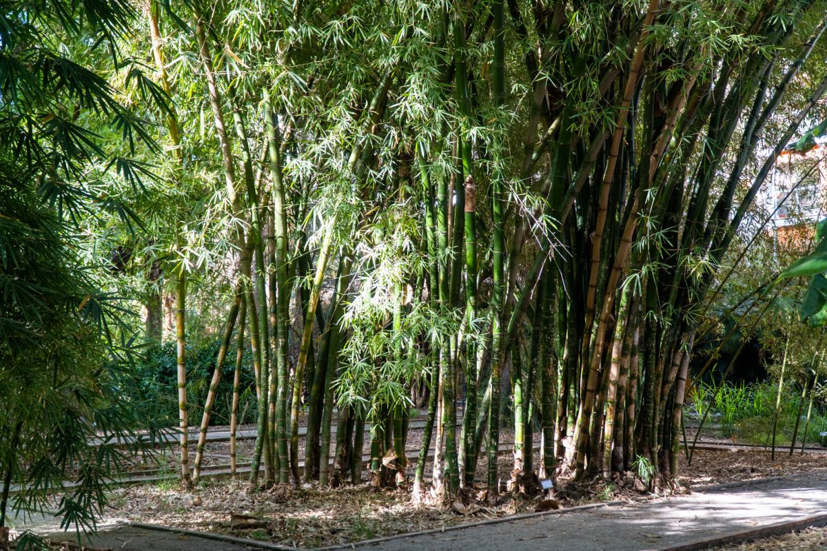 Ботанический сад Валенсии