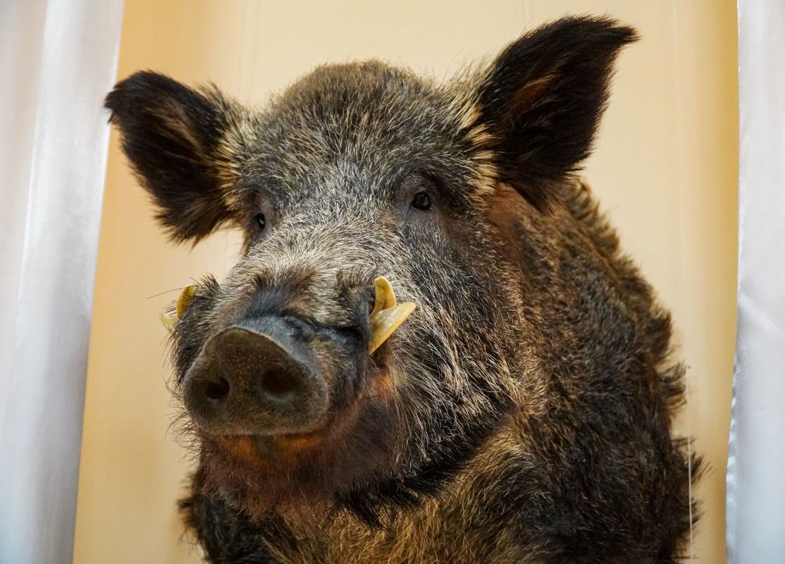 Житомирский музей природы