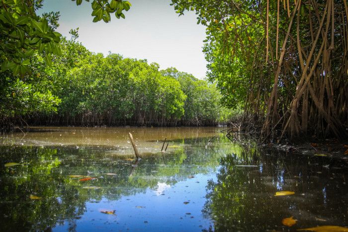 Мангровые леса Манкот