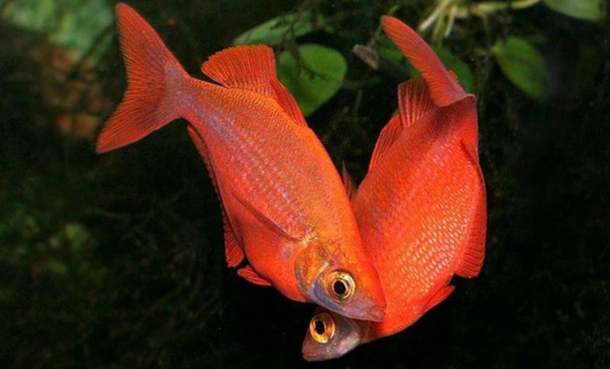 Батумский Аквариум