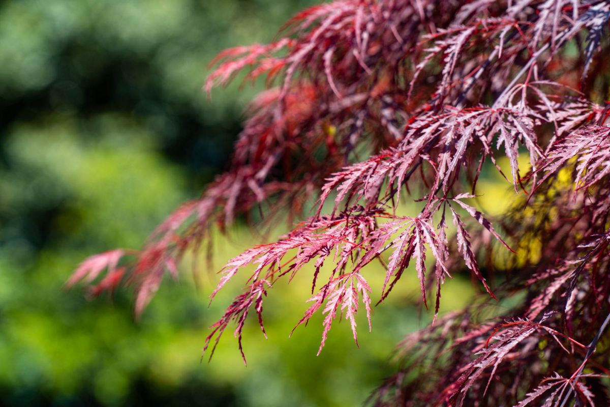 Батумский ботанический сад