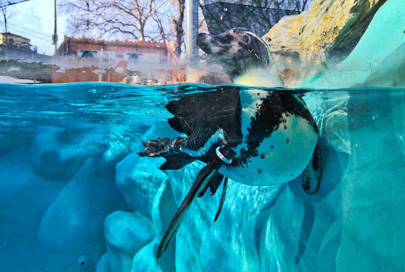 Белградский зоопарк