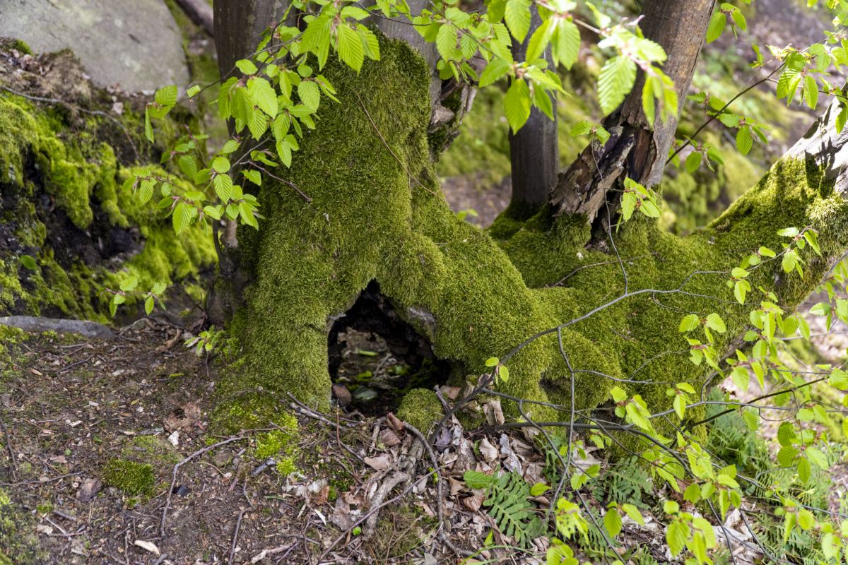 Пешеходный маршрут по южной стороне Тетерева