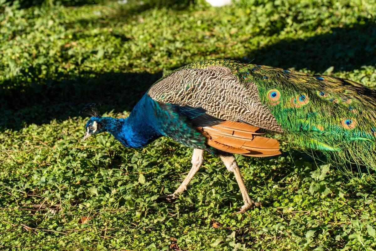 Птичий питомник