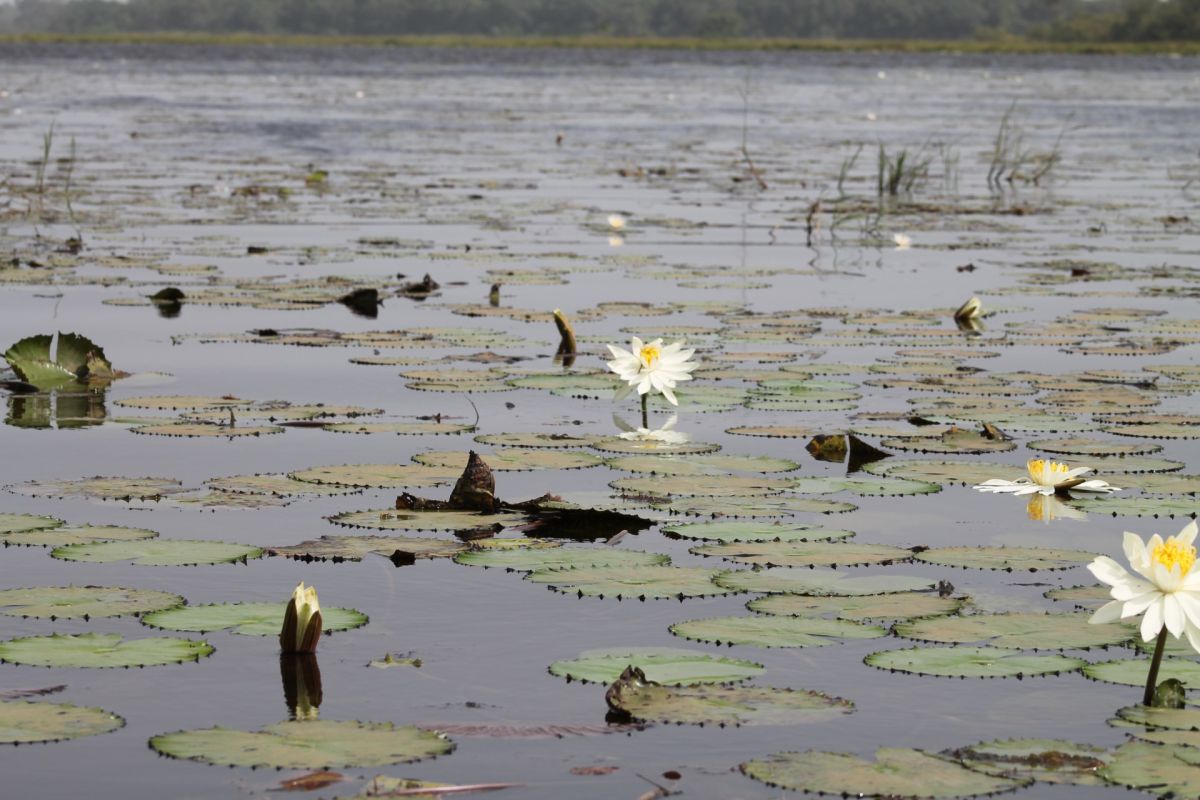 Природный парк Лагоаш-де-Куфада