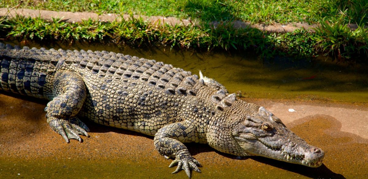 Парк Крокодилов