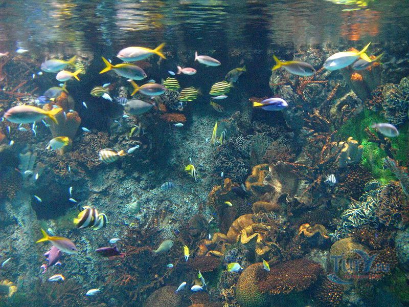 Осака Кайюкан