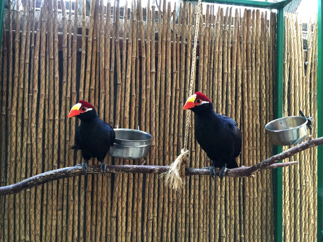 Выставка Эдемский сад