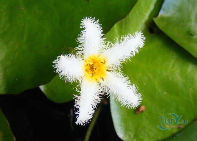 Ботанический сад Балата