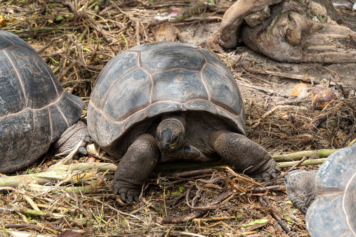Пляж Анс Такамака