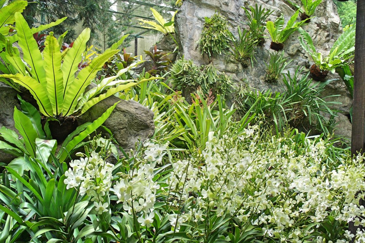 Национальный сад орхидей Сингапура