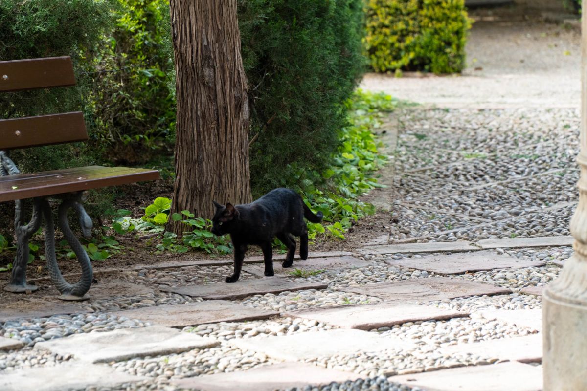 Сады Монфорт