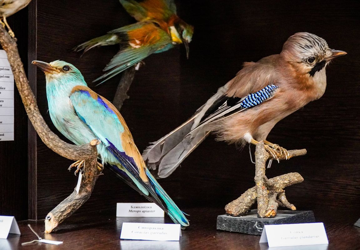 Житомирский музей природы