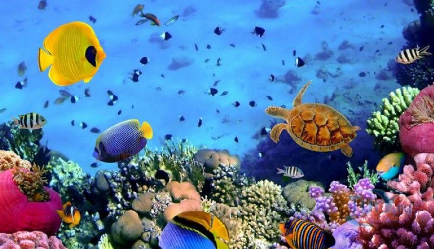 Рифы и пляжи Белиза