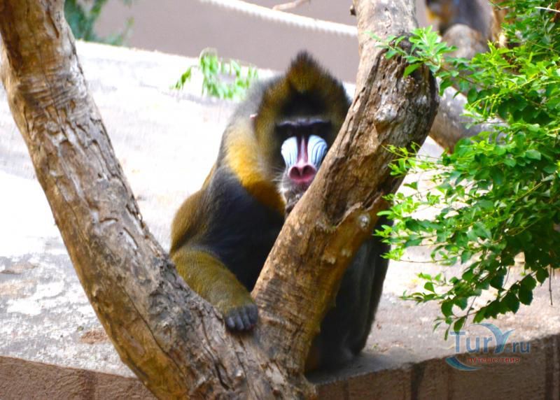 Барселонский зоопарк