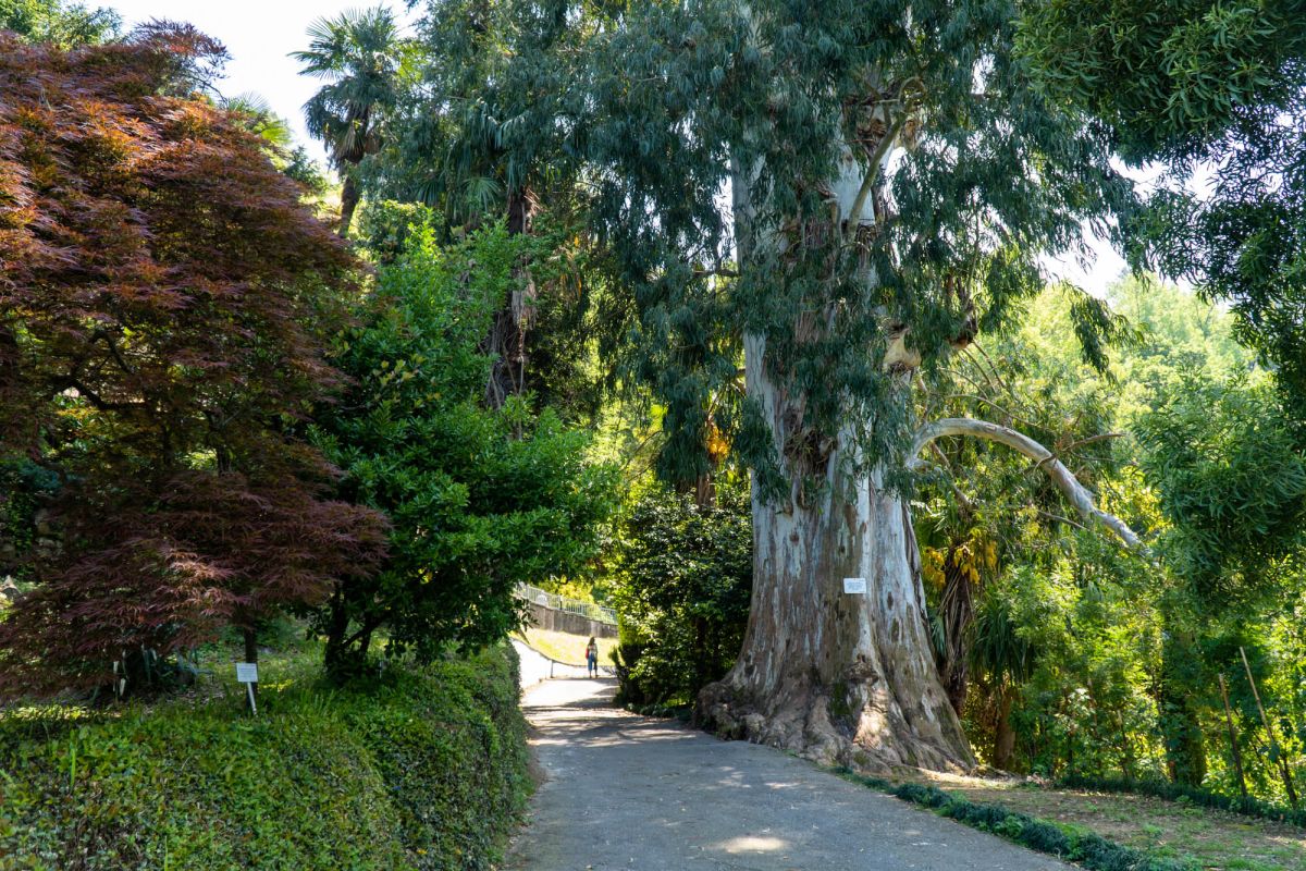 Батумский ботанический сад