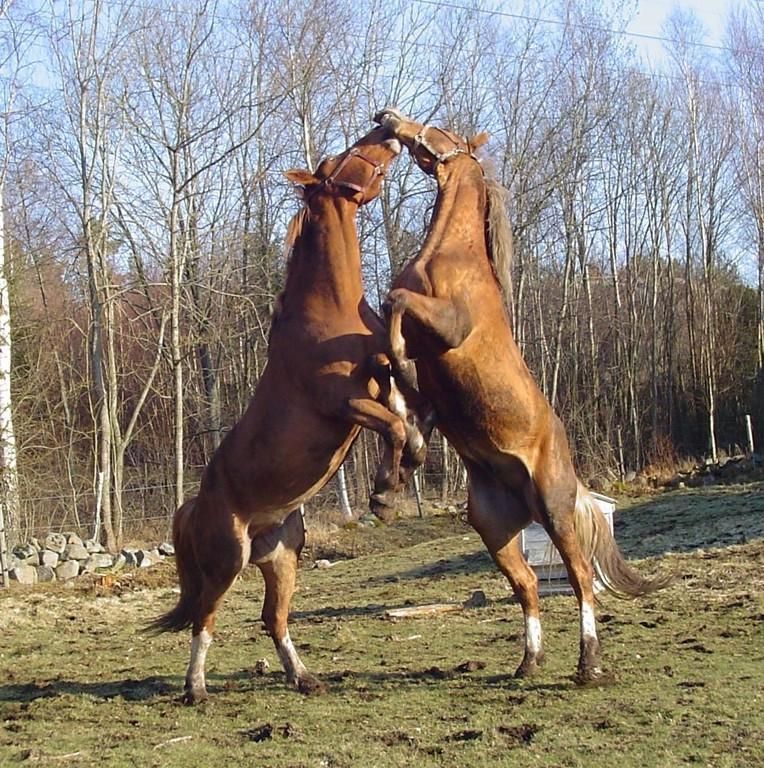 Конный завод Тори