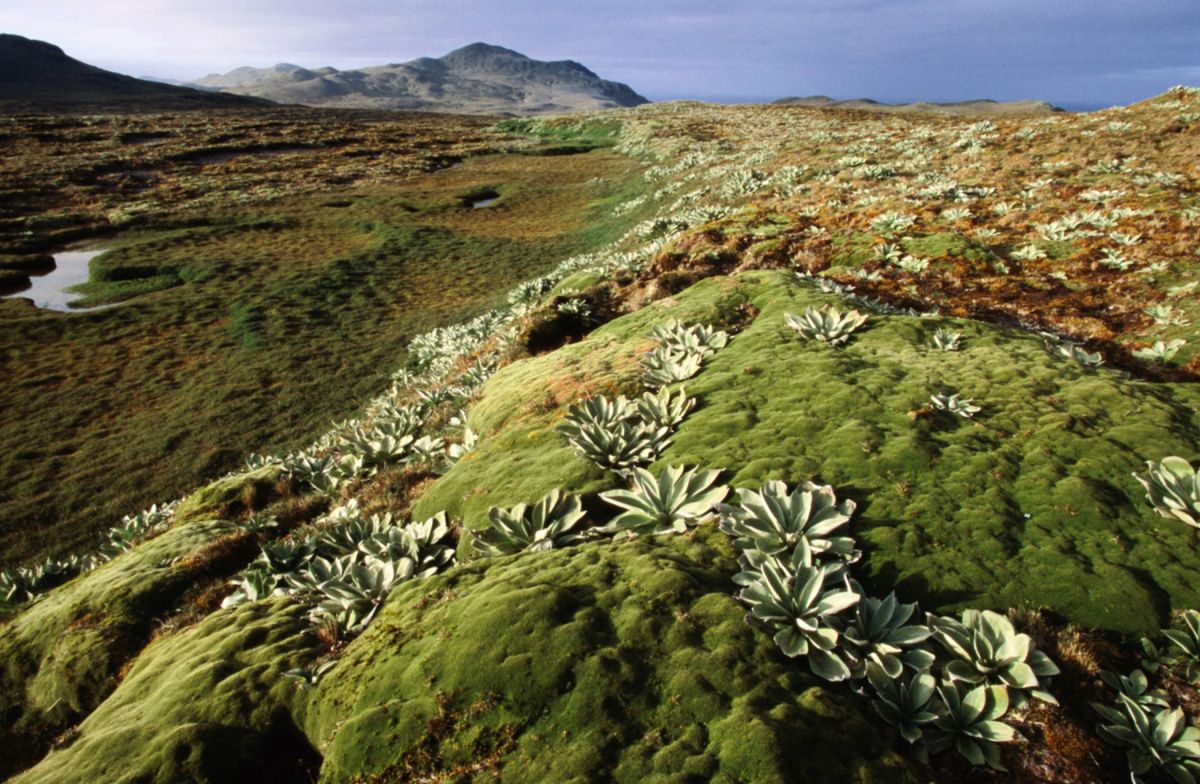 Остров Маккуори