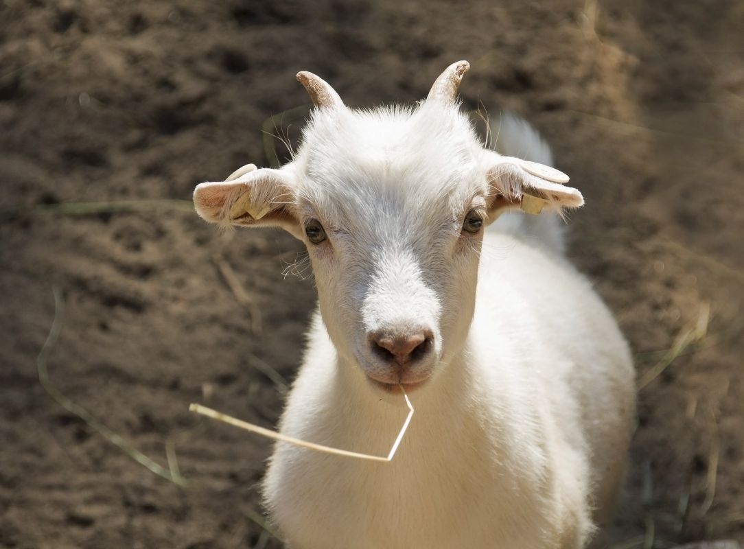 Ферма Экзархо