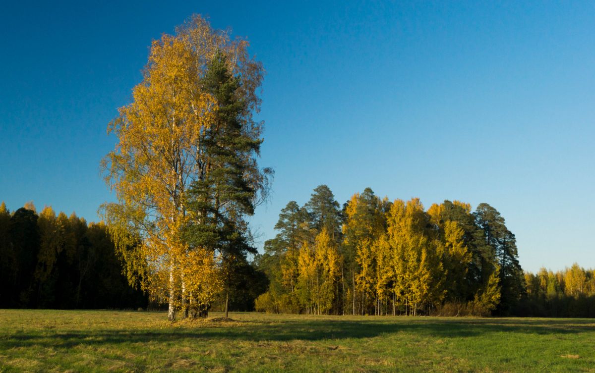 Павловский парк