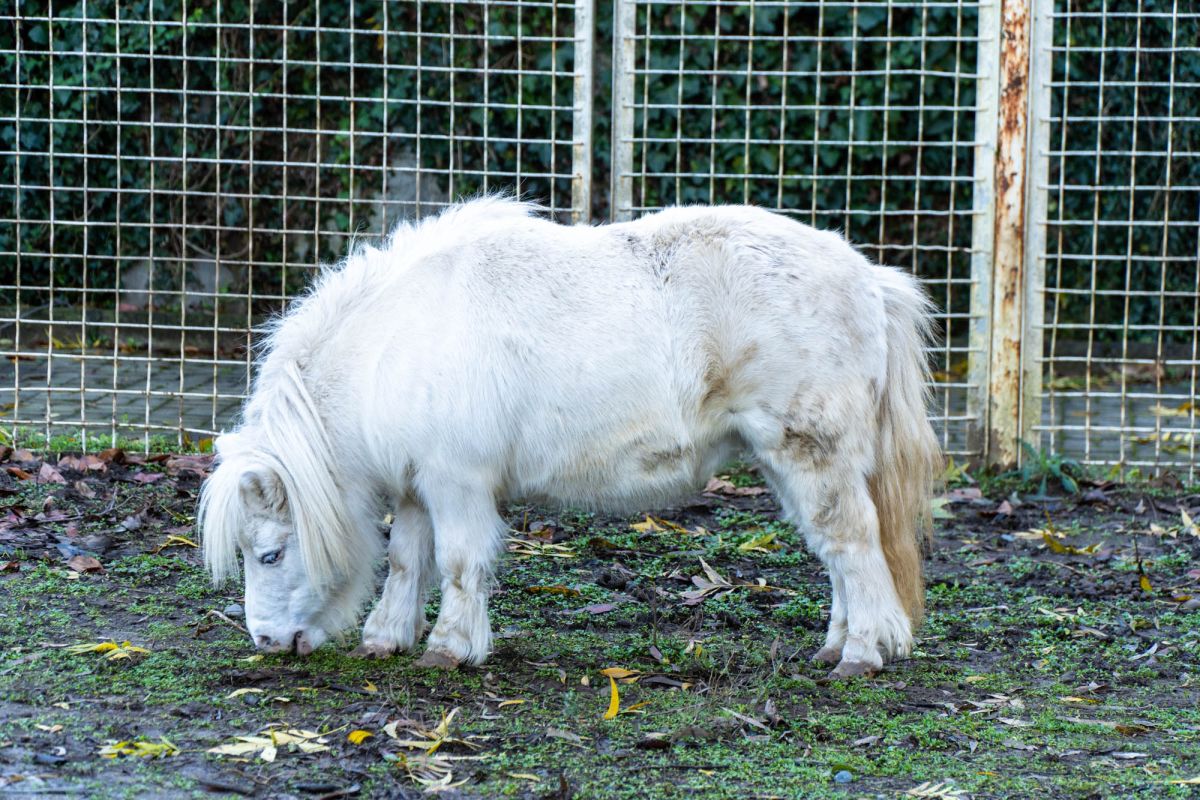 Зоопарк в Батуми