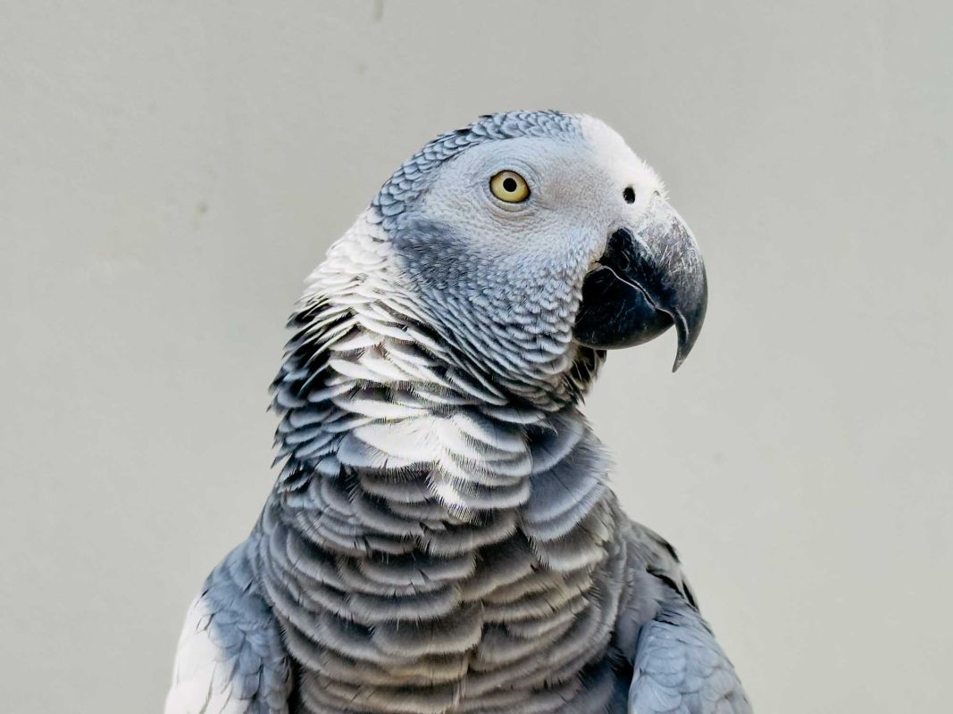 Triton Indian Restaurant