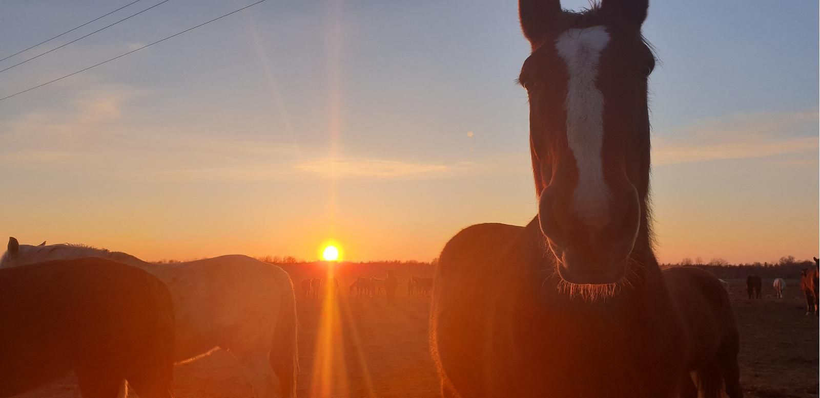 Ранчо Ранна