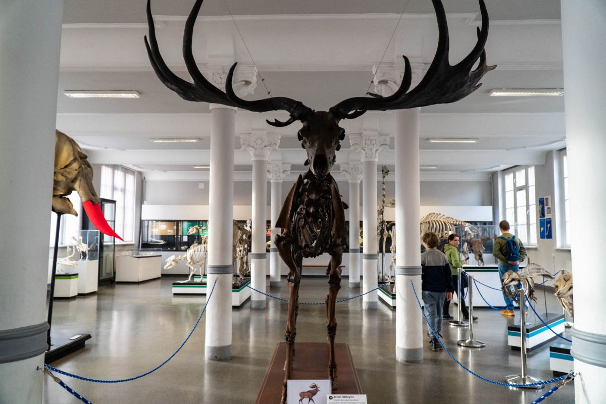 Музей естественной истории Вроцлавского университета