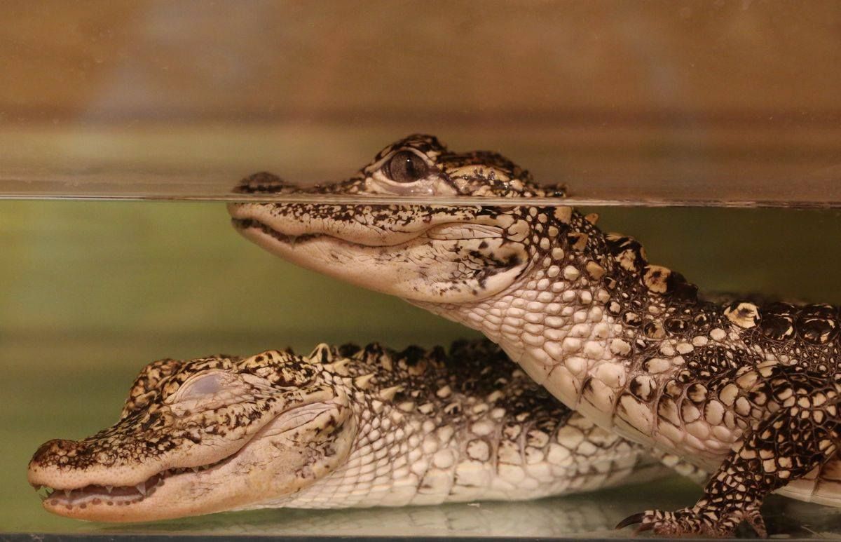 Krokodýlí zoo Praha